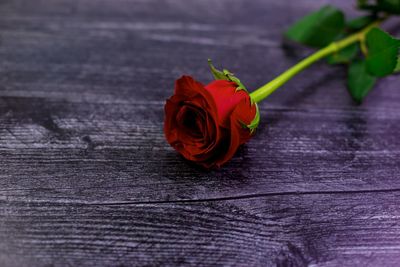 Close-up of red rose on table