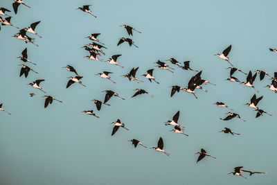 Low angle view of birds flying in the sky