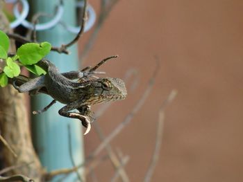 Close-up of insect on plant