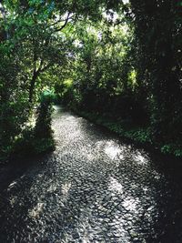 Trees in forest