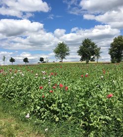 Scenic view of flowering plants on field against sky
