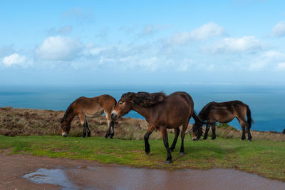 Exmoor ponies grazing and roaming free by the sea in somerset on exmoor national park