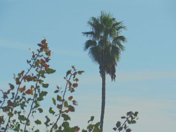 Low angle view of coconut palm tree against clear blue sky