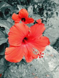 Close-up of red hibiscus flower