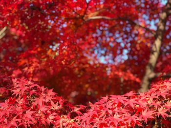 Close-up of red maple leaves on tree