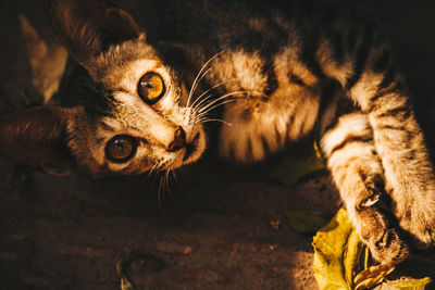 Close-up portrait of a cat