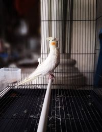 Close-up of a bird in cage