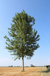 Scenic view of field against clear sky