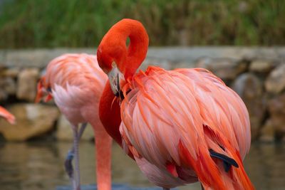 View of flamingo in water