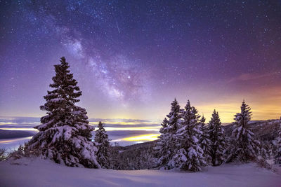 Snow covered trees against sky at night