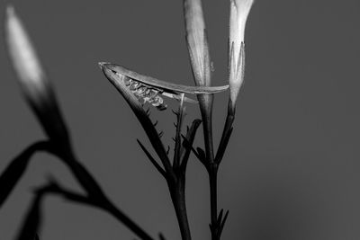 Close-up of lizard