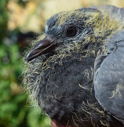 Close-up of a bird