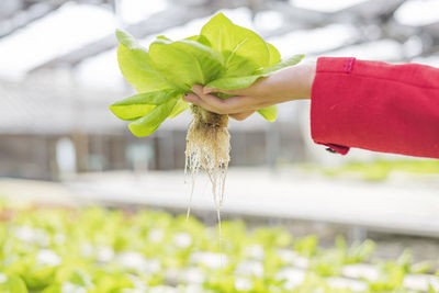 Vegetable owners inspecting vegetables in greenhouse farms. small food production business ideas