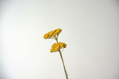 Close-up of wilted flower