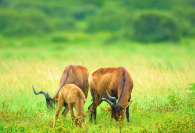 Horses grazing in a field