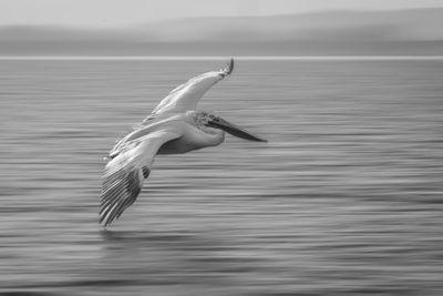 Bird flying over lake