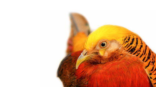 Close-up of a bird against white background