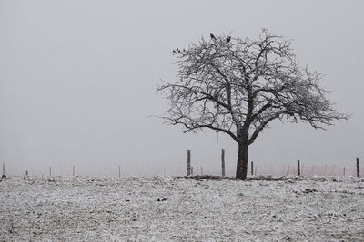 Bare trees on landscape against clear sky