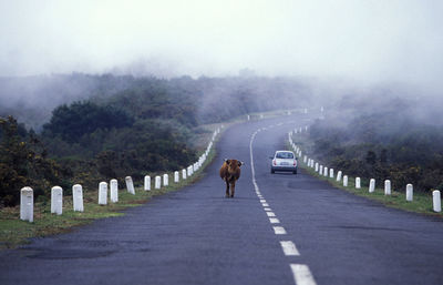 Cow walking by car on road during foggy weather