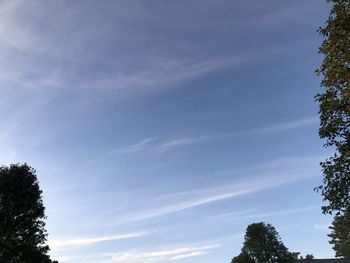 Low angle view of trees against blue sky