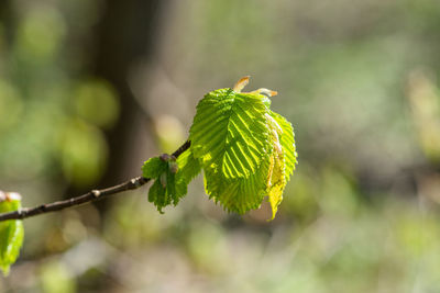 Close-up of plant on sunny day