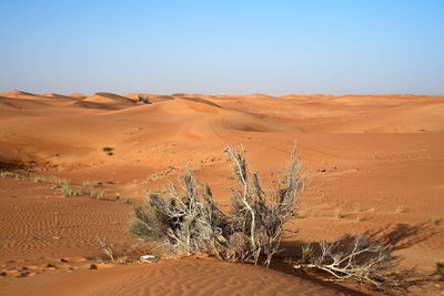 Around nazwa and pink rock desert, viewing of the sand and plant in the desert, sharjah, uae