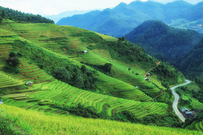 Rice fields on terraced in rainny season at sapa, lao cai, vietnam. 