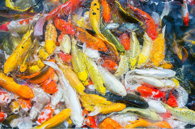 High angle view of koi fish in water