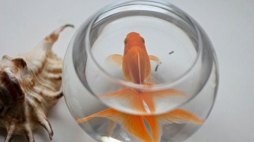 Close-up of fish swimming in water