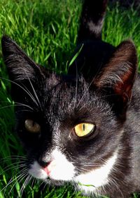 Close-up portrait of black cat