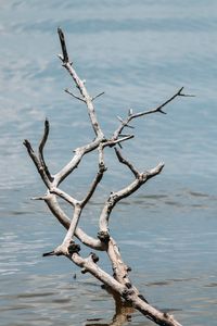 Bare tree by sea against sky