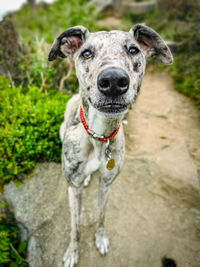 Close-up portrait of a dog