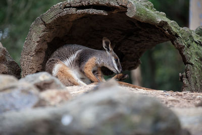 Wallaby under arch wooden log