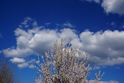 Low angle view of tree against cloudy sky