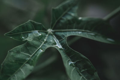 Close-up of fresh green leaves