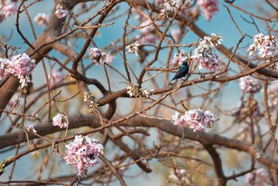 Low angle view of cherry blossom with sunbird 