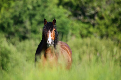 Horse standing on field