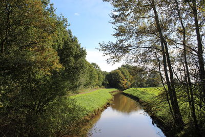 Scenic view of lake in forest against sky