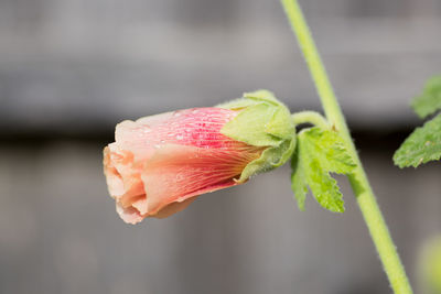 Close-up of raindrops on plant