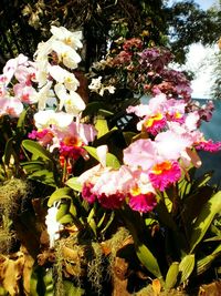 Close-up of pink flowers