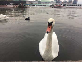 Swan floating on lake