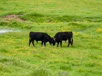 Horses in a field