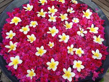 High angle view of flowers blooming outdoors