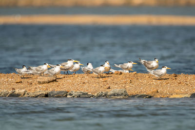 Seagulls perching on beach