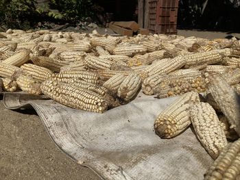 Elotes para secar