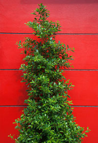 Close-up of ivy growing on red wall