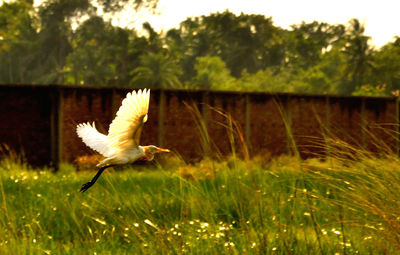 Bird flying in a forest