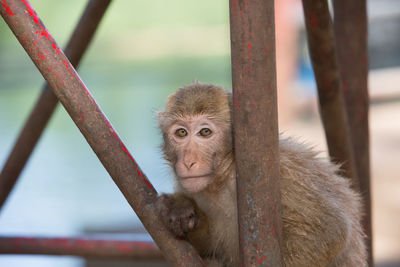 Portrait of monkey sitting on metallic rod