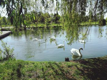 Swans swimming in lake