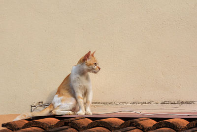 Cat looking away against wall